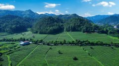 <b>茶润 质守初心 抱负华莱以食物平安质量为生命线</b>